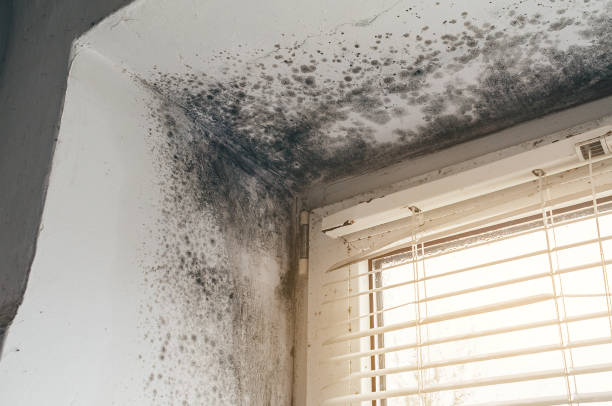 Mold Removal service in Parsippany